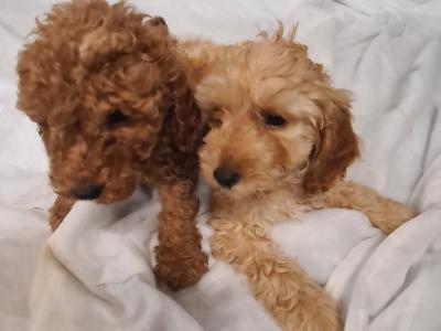 Two stunning male Cockapoo puppies in Wexford
