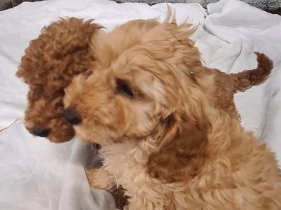 Two stunning male Cockapoo puppies in Wexford