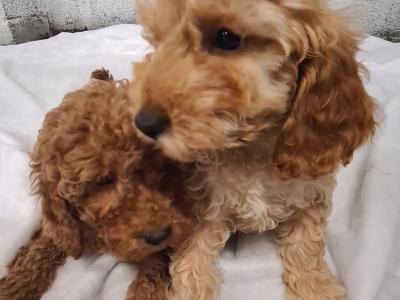 Two stunning male Cockapoo puppies in Wexford