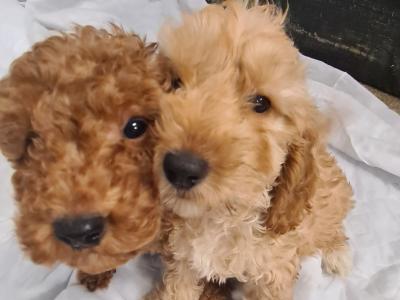 Two stunning male Cockapoo puppies in Wexford
