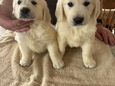 Golden Retriever puppies in Cork 🐶