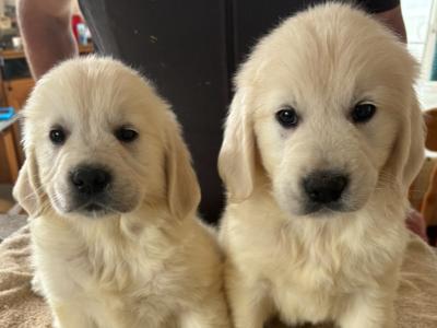 Golden Retriever puppies in Cork 🐶