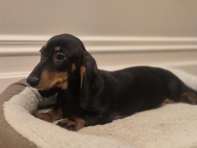 IKC Reg miniature male Dachshund puppy in Limerick