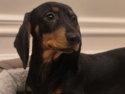IKC Reg miniature male Dachshund puppy in Limerick