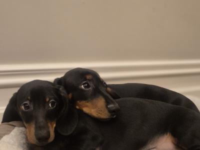 IKC Reg miniature male Dachshund puppy in Limerick