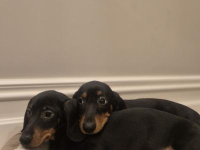 IKC Reg miniature male Dachshund puppy in Limerick