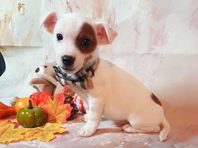 Beautiful Jack Russell puppies in Wexford