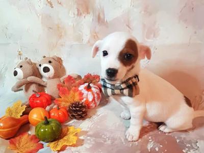 Beautiful Jack Russell puppies in Wexford