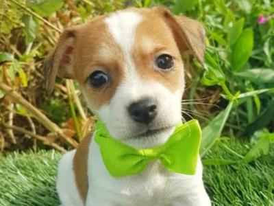 Beautiful Jack Russell puppies in Wexford