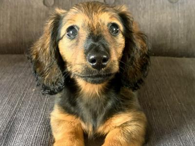 Exceptional Litter of Pedigree Red Shaded and Cream Shaded Dachshund puppies in Kilkenny