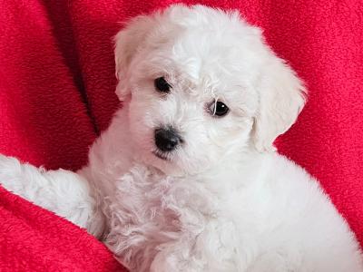 Bichon Frise puppies for sale in Kildare