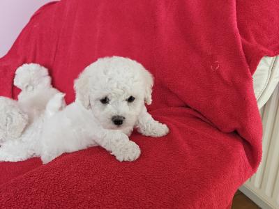 Bichon Frise puppies for sale in Kildare