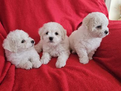 Bichon Frise puppies for sale in Kildare
