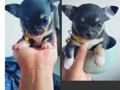 Chihuahua puppies in Dublin Purebred