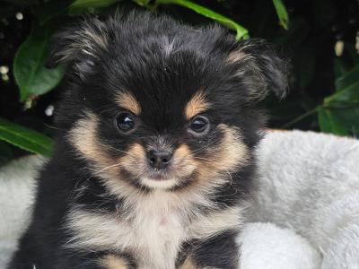 Beautiful Pomeranian x Chihuahua 🐶babys in Laois 🌸