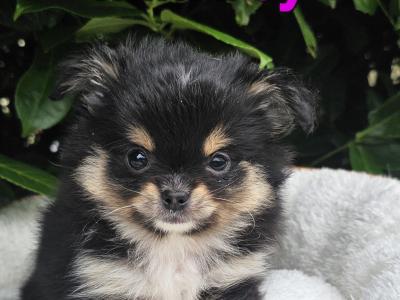 Beautiful Pom🐶× Chi 🐶babys in Laois 🌸