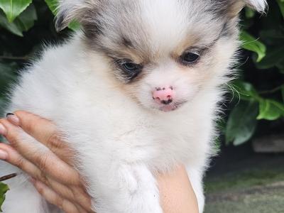 Beautiful Pom🐶× Chi 🐶babys in Laois 🌸