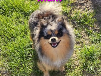 Beautiful Pom🐶× Chi 🐶babys in Laois 🌸