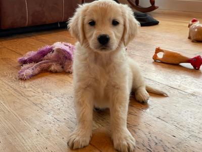 Golden retriever pups €550