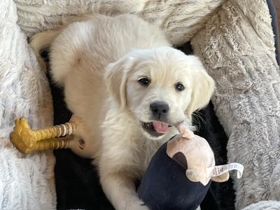 Golden retriever pups €550
