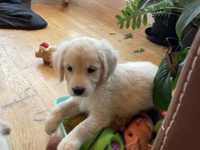 Golden retriever pups €550