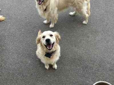Golden retriever pups €550