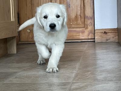 Golden retriever pups €550