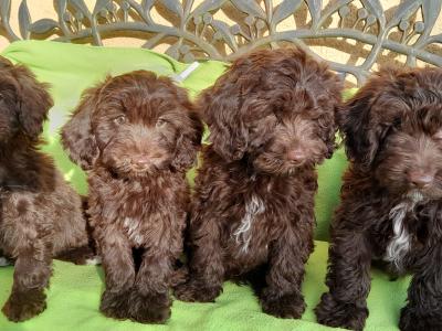 Chocolate Cockapoo puppies