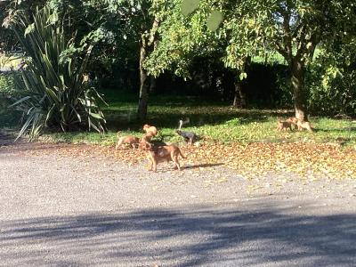Cavalier King Charles puppies in Wicklow - Vet Checked- No Murmurs