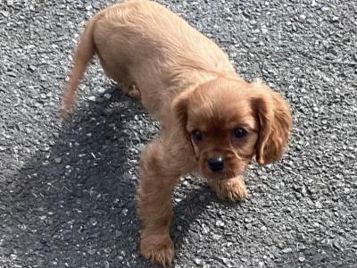 Cavalier King Charles puppies in Wicklow - Vet Checked- No Murmurs