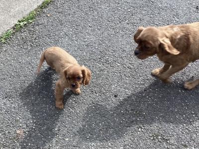 Cavalier King Charles puppies in Wicklow - Vet Checked- No Murmurs
