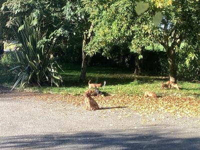 Cavalier King Charles puppies in Wicklow - Vet Checked- No Murmurs