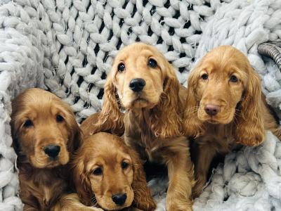 Cocker spaniel