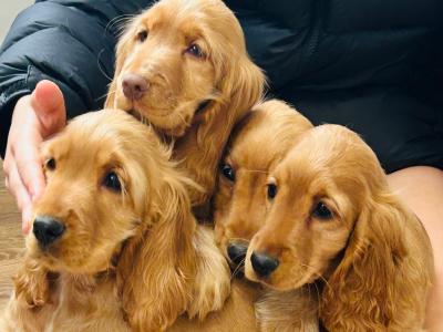 Cocker Spaniel puppy 1 boy available in Galway
