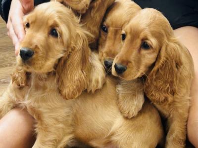 Cocker spaniel