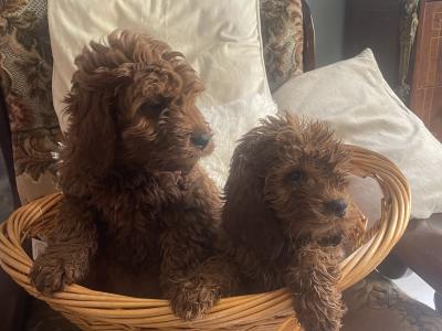 Red Cockapoo puppies in Sligo, very rare & hard to get that colour
