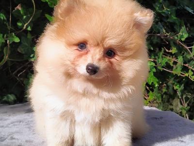 Tiny Pomeranian puppies