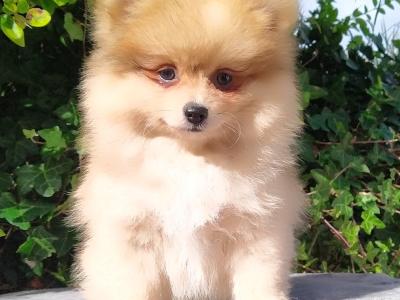Tiny Pomeranian puppies