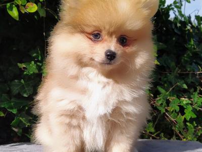 Tiny Pomeranian puppies