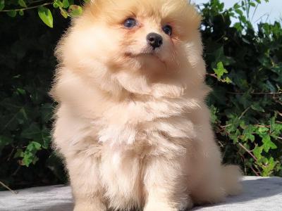 Tiny Pomeranian puppies