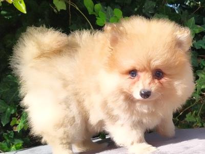 Tiny Pomeranian puppies