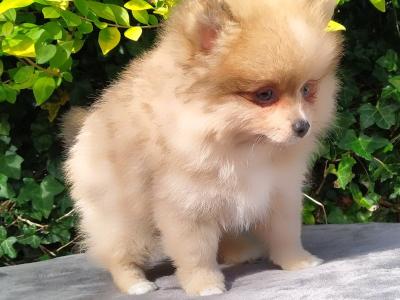 Tiny Pomeranian puppies
