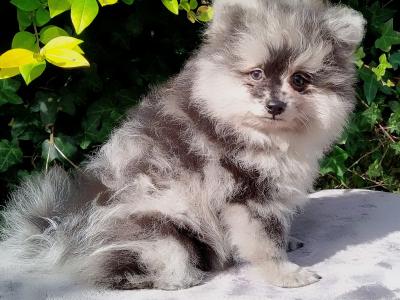 Tiny Pomeranian puppies