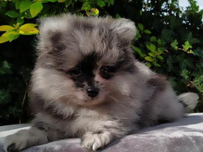 Tiny Pomeranian puppies