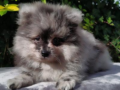 Tiny Pomeranian puppies