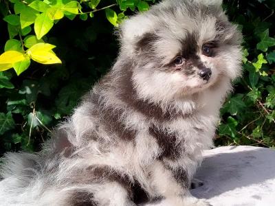 Tiny Pomeranian puppies