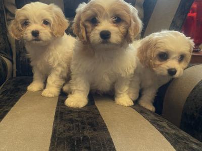 Cavachon puppies in Limerick