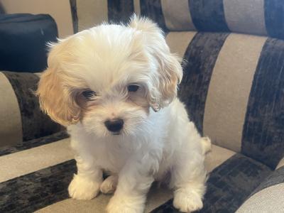 Cavachon puppies in Limerick