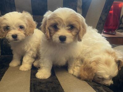Cavachon puppies in Limerick