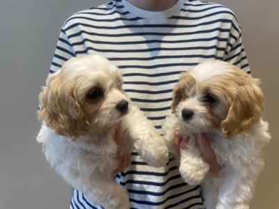 Cavachon puppies in Limerick